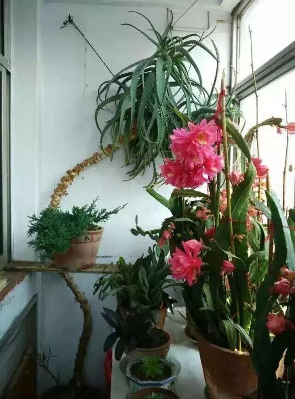 养护|吴大妈养花有诀窍,家里虎皮兰、芦荟1人高,还能开花