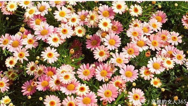 50种植物花语,不要再傻傻送错花了