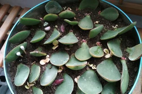 养了20年的玉树,杆子比大腿还粗,满树白花跟下雪了一样