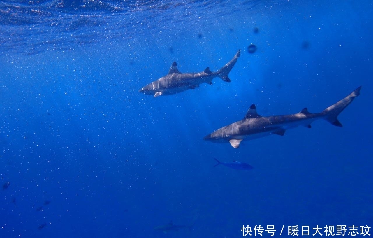 救生|男子海上漂流数月,饿到关节变形,路过货船得知其国籍后:别救了