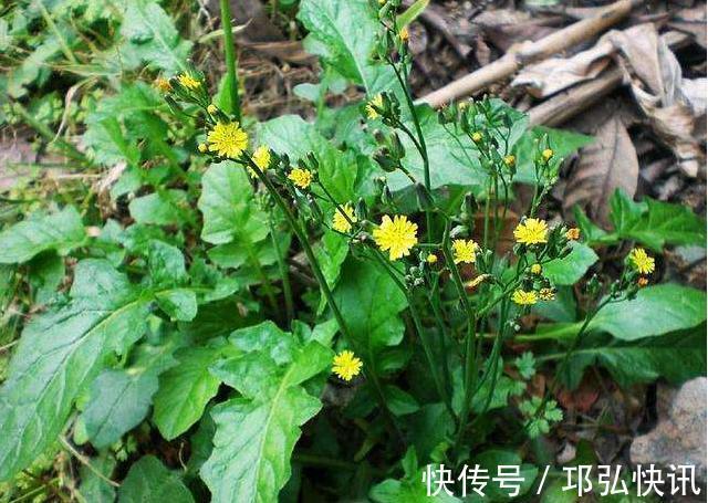 含量|农村小野菜，纤维含量高现成泡菜首选，一斤10元，见到采点