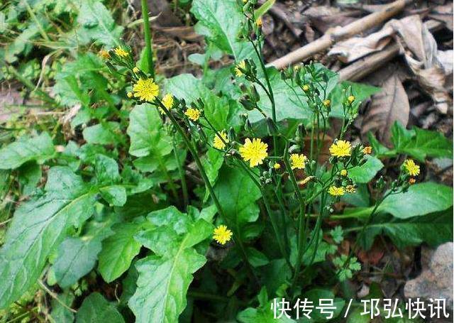 含量|农村小野菜,纤维含量高现成泡菜首选,一斤10元,见到采点