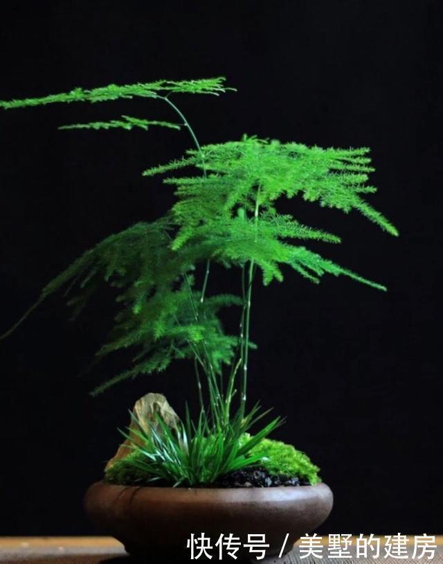 家里4种药片,过期不要扔,都是养花宝贝,比花肥好用10倍