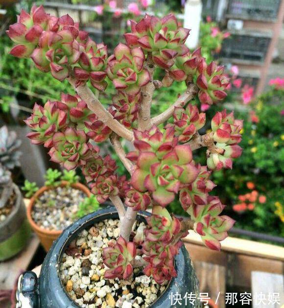 多肉叶插，记住3个小诀窍，生根发芽快，一棵变10棵，一盆变多盆