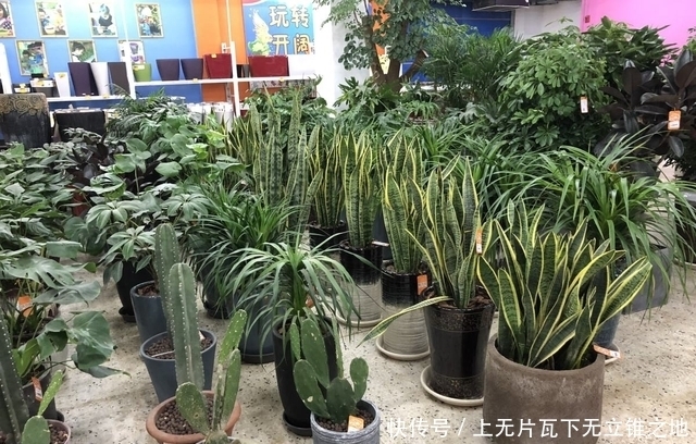 想让虎皮兰多冒芽,三动作虐一虐,当月爆崽一大圈,花开小半年