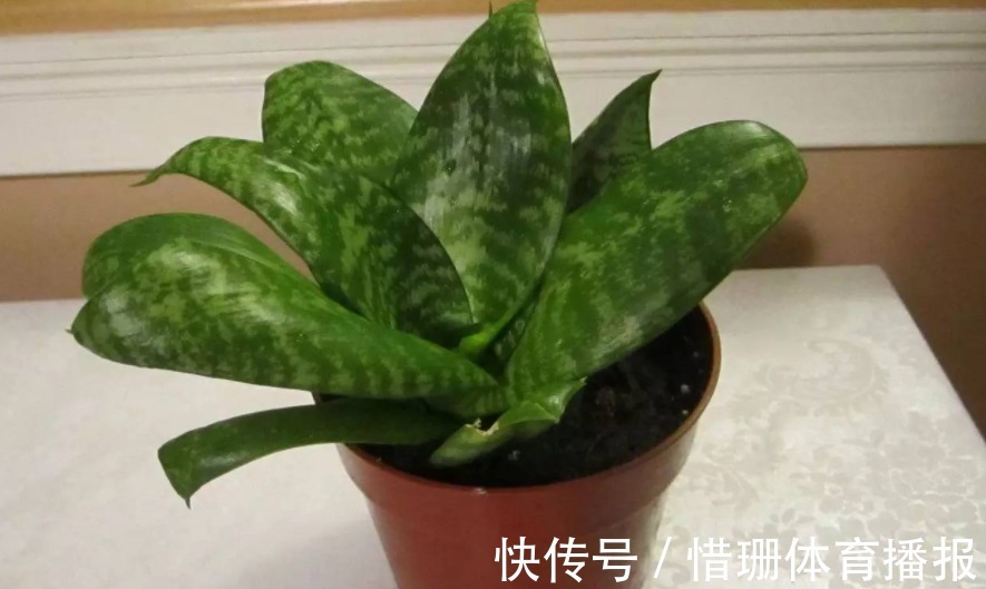 喝茶|喝茶养生,剩下的渣渣别丢,拿来制肥养花,用对方法事半功倍