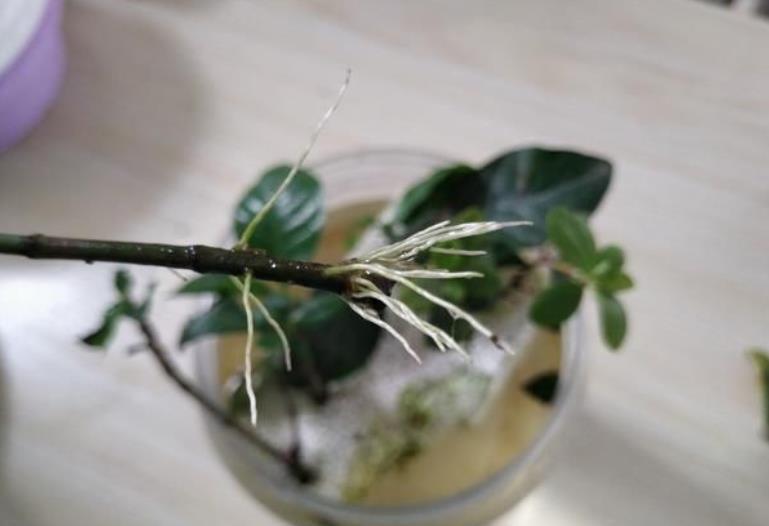 非洲堇|9月了,赶紧扦插这些花卉,生根快成活率高,培育多盆成大户