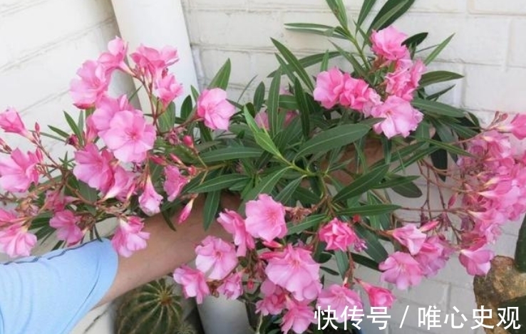 虎刺梅虎刺梅|“4种花”别在家养 ，?枝叶都有毒，尤其第3种，再漂亮也别养！