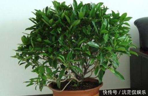 一边儿|矮化茉莉的手法，只需这里“剪一下”，植株矮壮，发满“花芽”