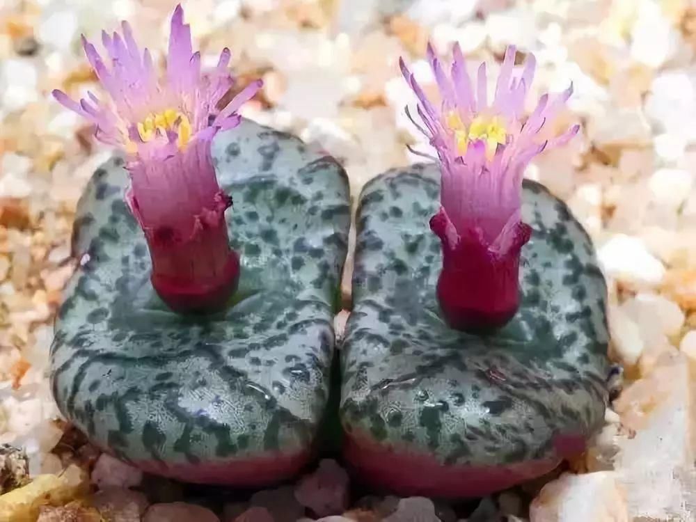  娇艳|石生花，绝美娇艳！