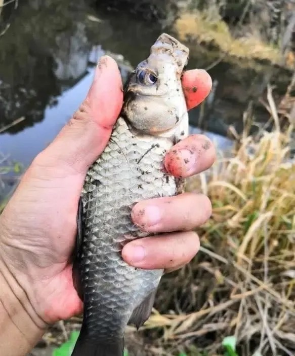 冬天的鱼都藏在草里?其实不是所有水草都有鱼,这些地方才聚鱼