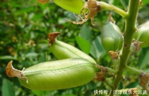 家乡|家乡一种“假花生”,称为豆中之王,全草可供药用,有清湿热功效