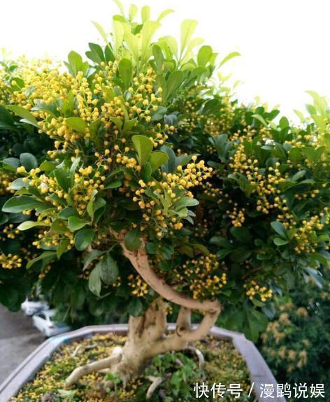 3种花爱“晒太阳”，阳台随便养一盆，一开就爆盆，比香水还好闻