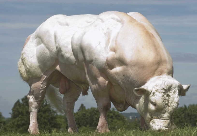 健美运动员|为什么付出汗水练出来的肌肉,却比不上一些动物每天吃睡来得快