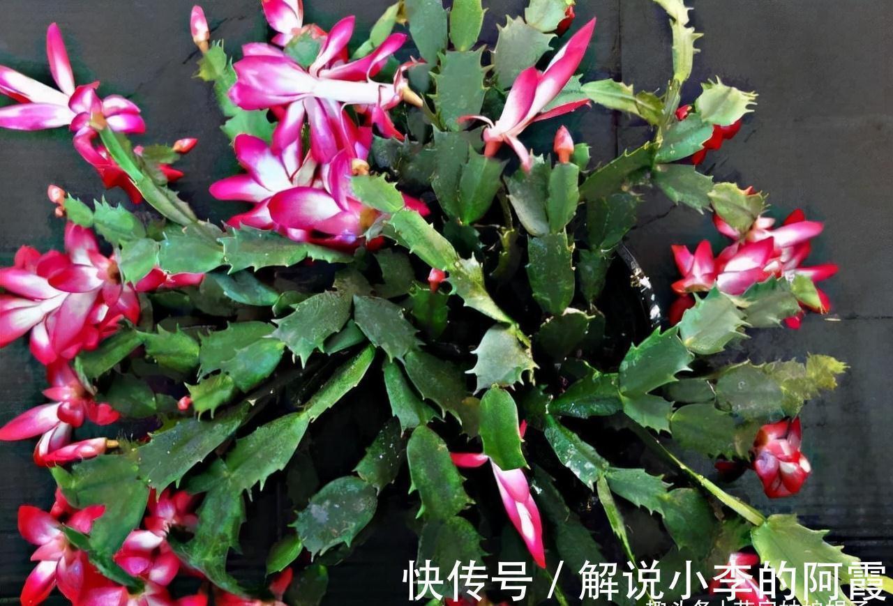 蟹爪兰|蟹爪兰“嫁”给它,层层叠叠的造型太漂亮,到了花期,开满了花