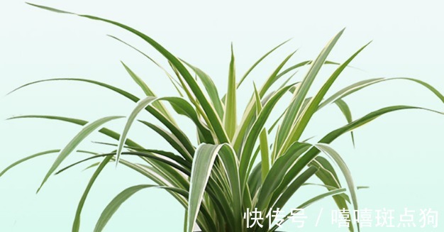 翠绿|养殖绿萝和吊兰,只需记住四个方法,不但长势快发芽还多