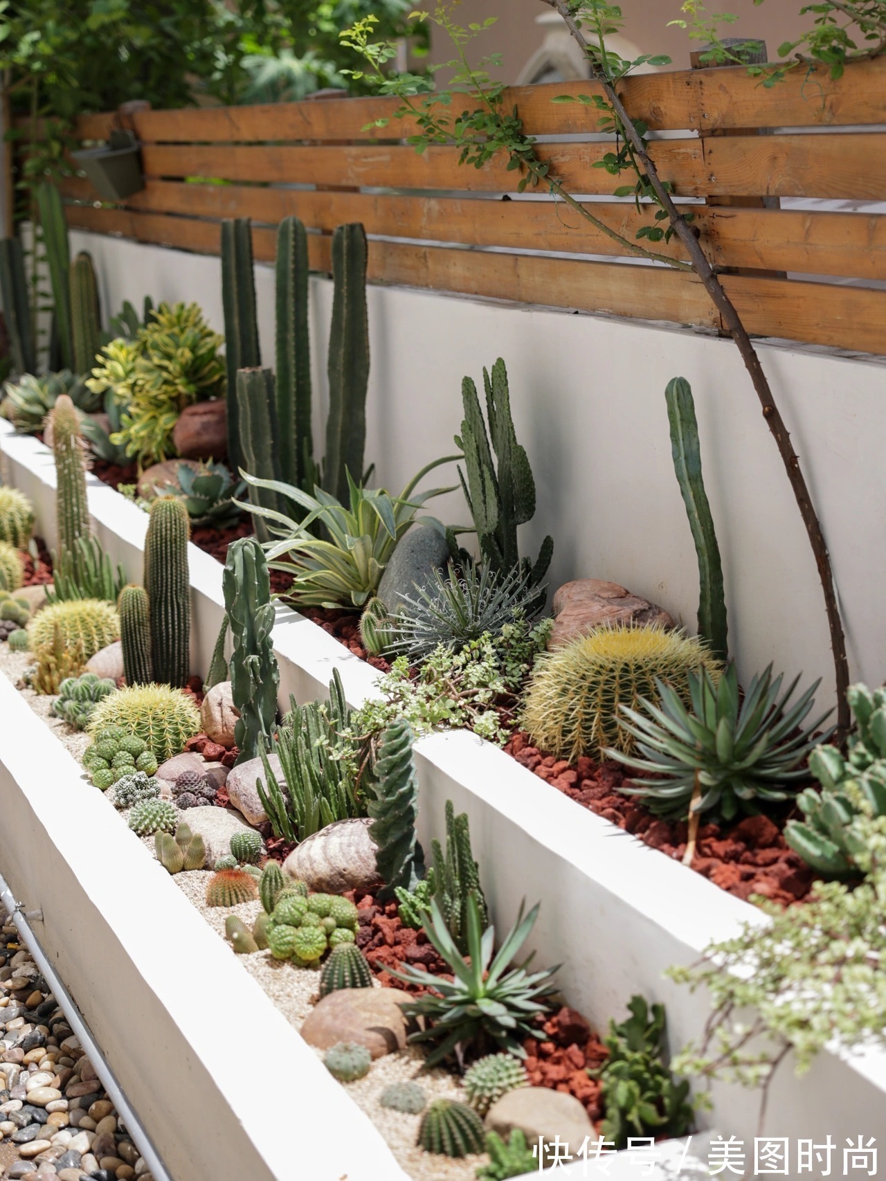 预算8万,改造170㎡别墅“沙漠植物懒人花园”,太好看了