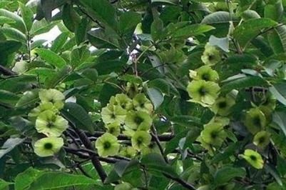 免疫力|女性常吃3种野菜,清热解毒、养颜祛湿,还增强自身免疫力!