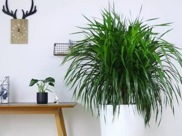 叶片|这几样花草植物，没有光也能正常长叶开花