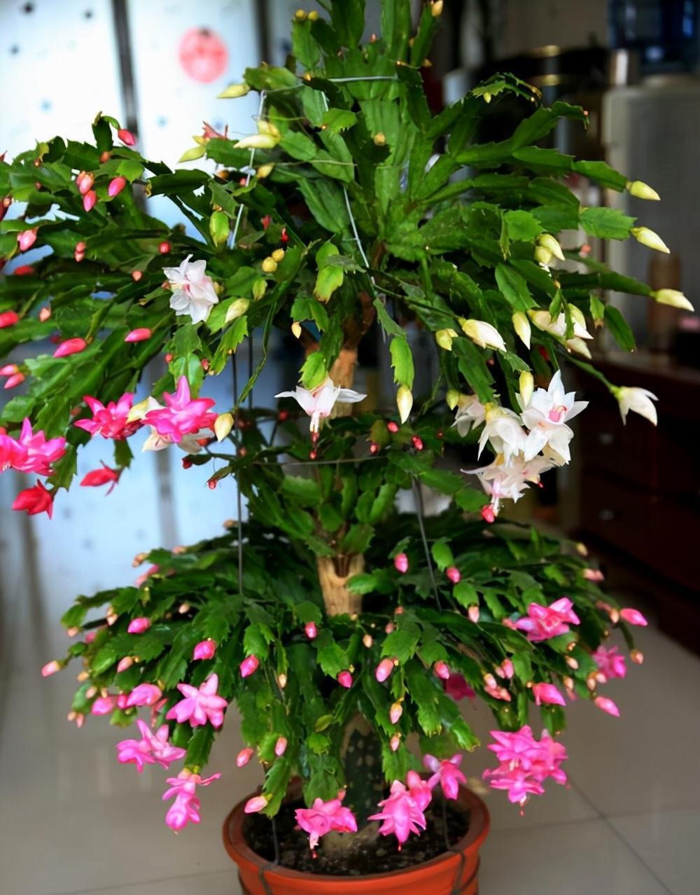 6种花“很吉祥”,建议养在卧室客厅,好看好养,还可当年宵花