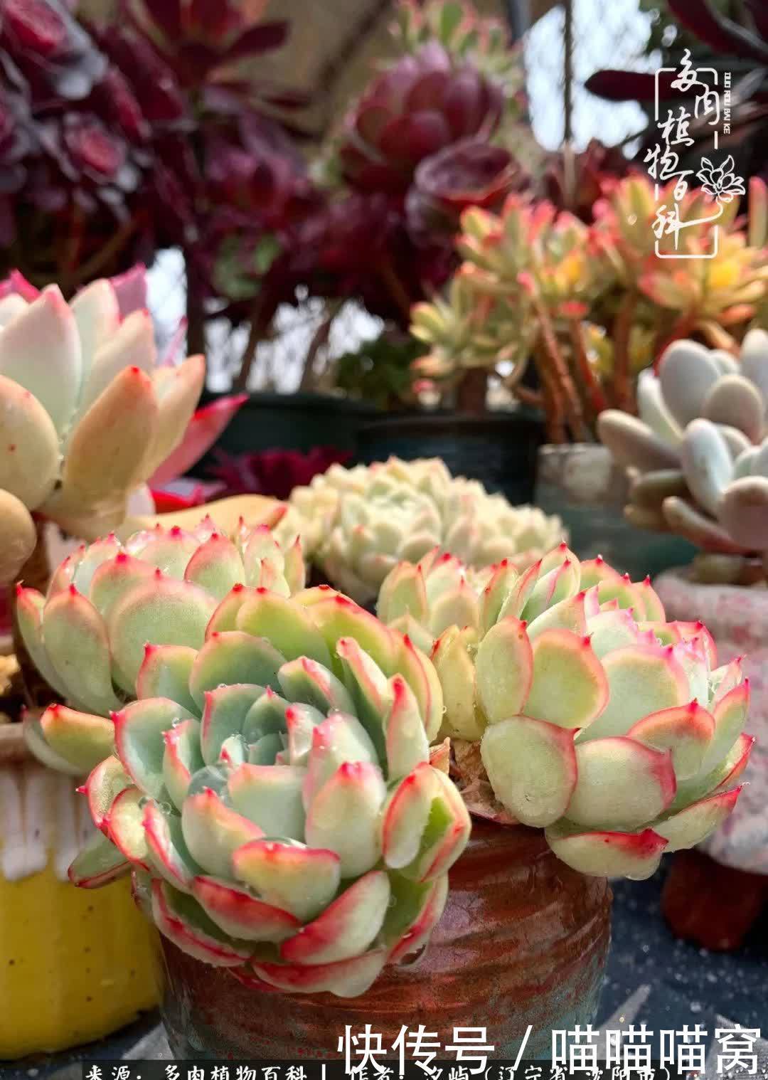 美杜莎|偶然相遇多肉,却成为心中挚爱!