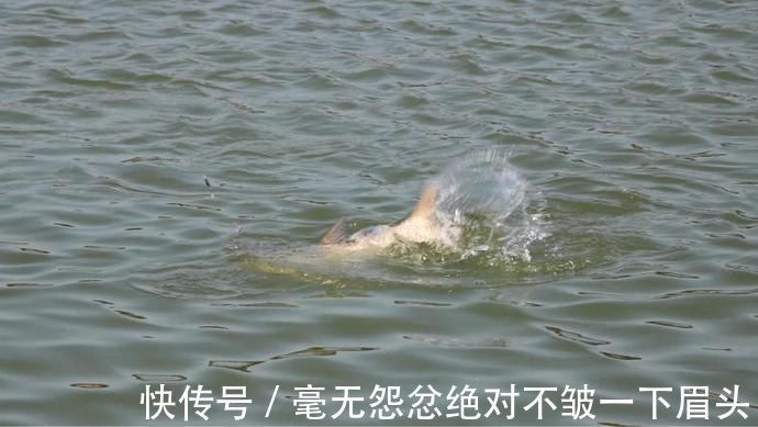 鲢鳙|盛夏野钓鲢鳙三步走,黑漂一个连一个,让你提竿到手抖