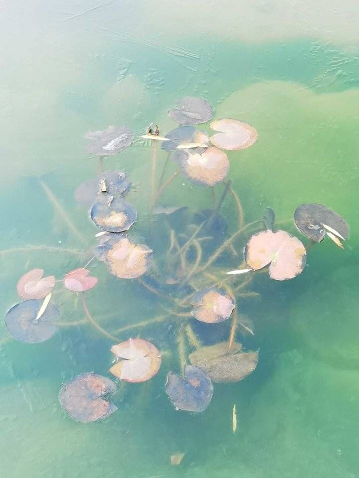 碧荷&散文：残荷听雨