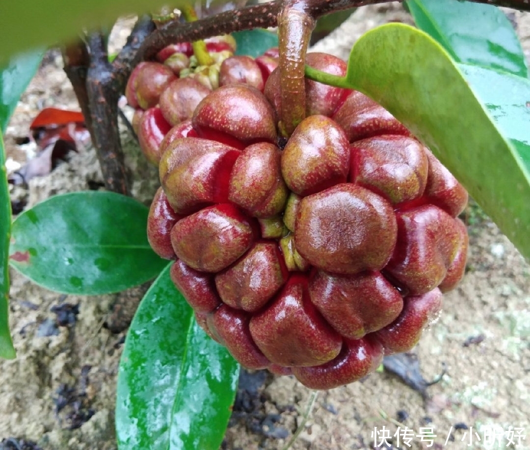 真的|海贼王里面恶魔果实,现实中真的存在? 超市就买得到128元一个