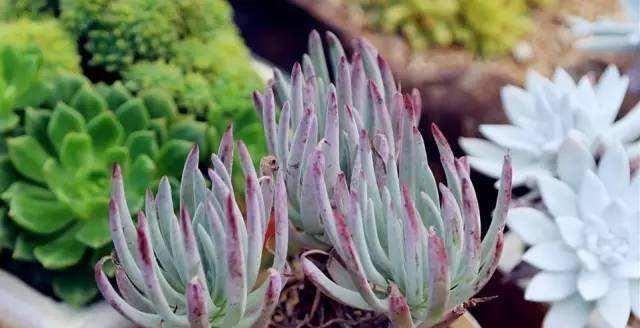 夏天给多肉浇水,知道几个养护小妙招,随便养出白胖子