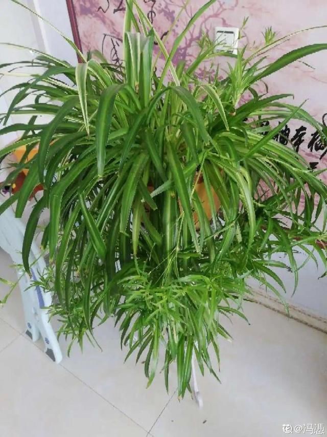 浇水|10种吊兰,耐阴又好看,叶子美得像一幅画