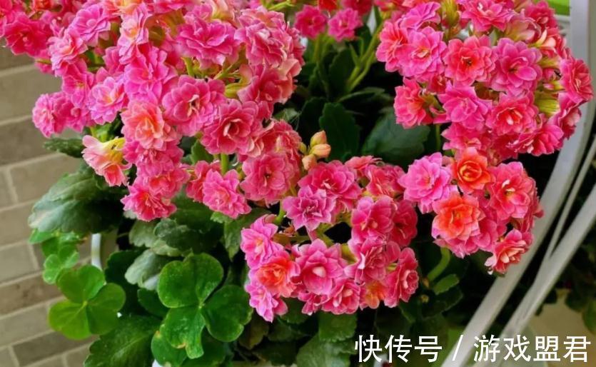 阳台上|从这4个层面入手管理长寿花，盆栽不易生病虫害，反而开花爆盆