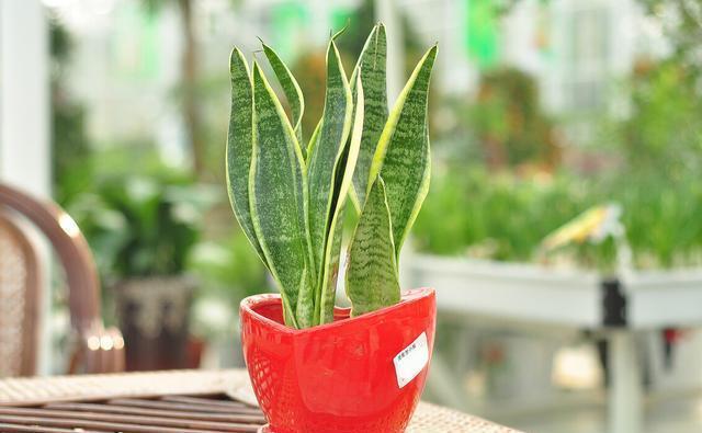 坏事|3种植物最怕“乱浇水”,有时候太勤快反而坏事,管住手,不烂根