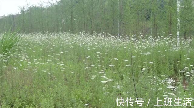 微微一笑!但行好事,莫问前程~经历过四朝十帝的冯道,和他的两首名诗欣赏