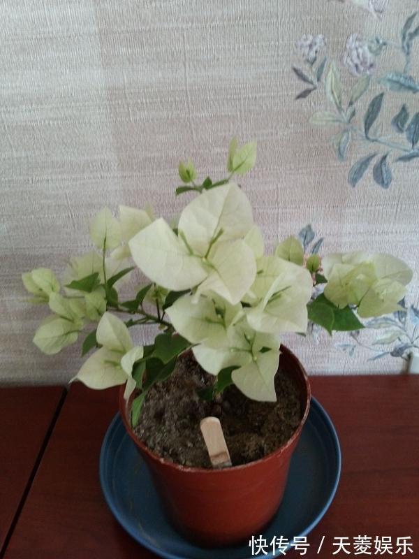 三角梅徒长不开花，也许是浇水的原因吧，新手学会变成开花机器