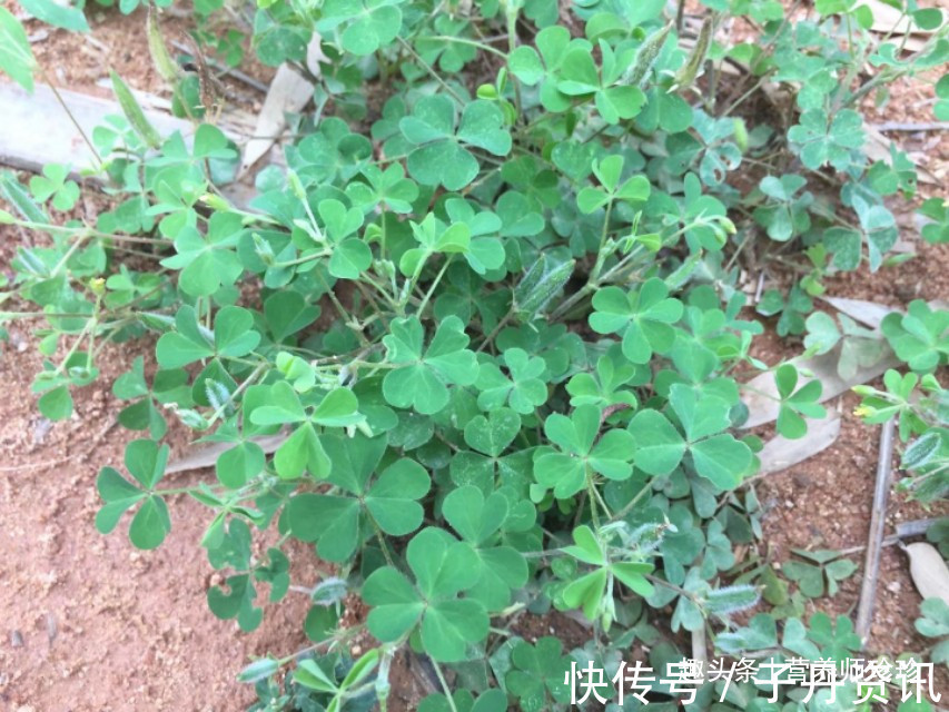 解毒|此种野菜是个宝,隔三差五吃一些,清热又解毒,可惜大家都当杂草