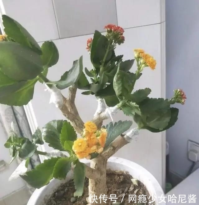 把长寿花培养成老桩并不难,看见了别羡慕,照着做,自己也能养