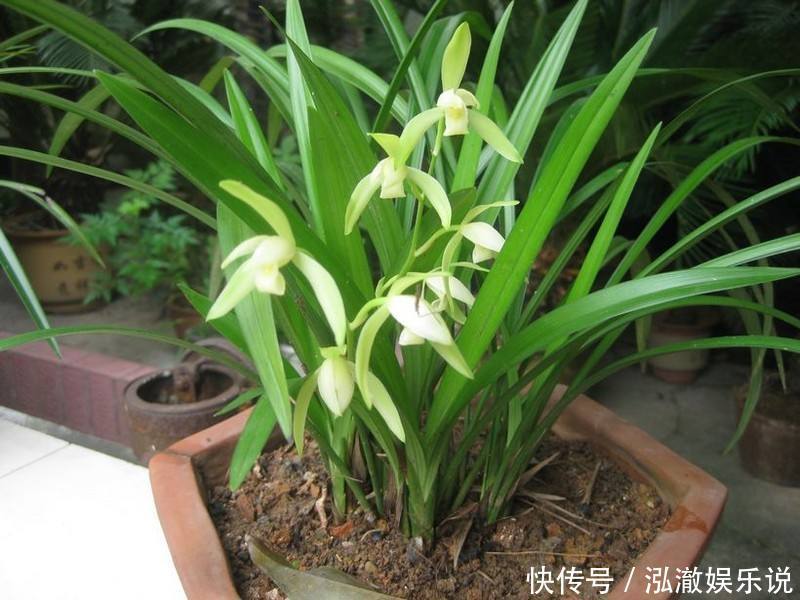 浇水|兰花夏天怎么养教你3个养护小妙招,兰花安然度夏,叶子不发黄