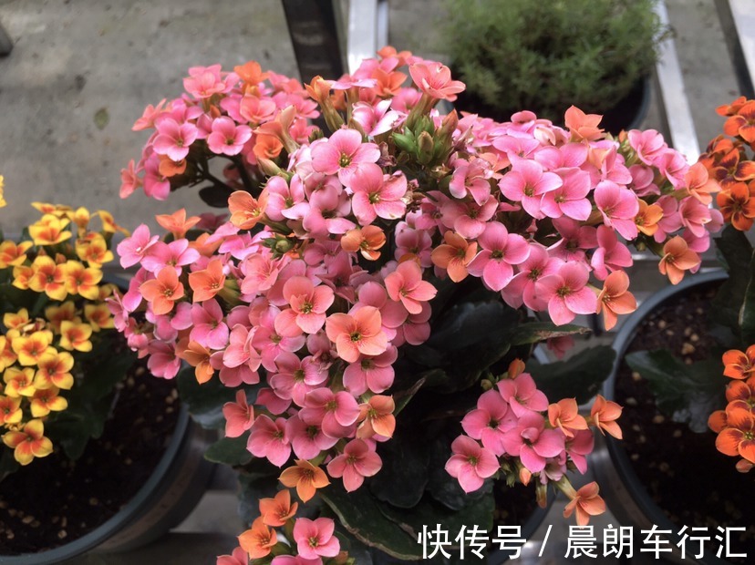 长春花|一年四季都开花的植物，养一盆性价比特高，还好养