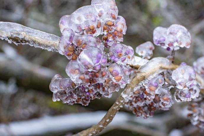  花枝|2020最后一个节气“冬至” 犹有花枝俏