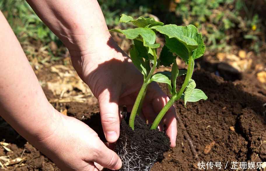 生长期短,收益高,这款农产品可是不容错过的“潜力股”