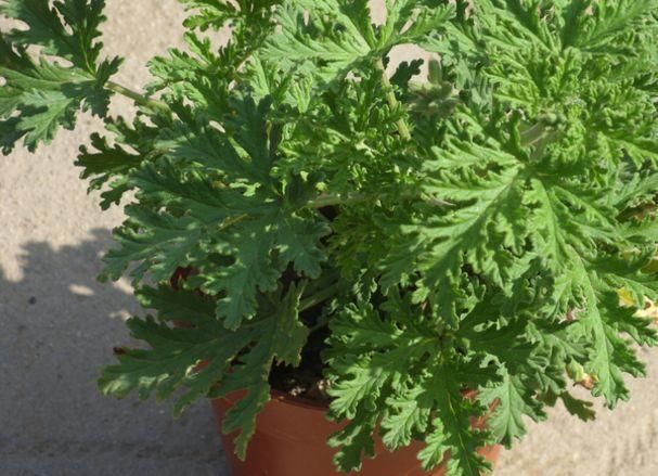 这4种植物是“蚊子克星”,随便在卧室摆一盆,夏天“不用愁”