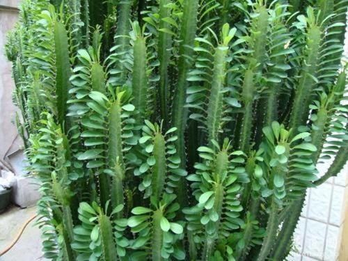  3种其貌不扬的植物，养一盆家里变成“天然氧吧”，是盆栽佳品
