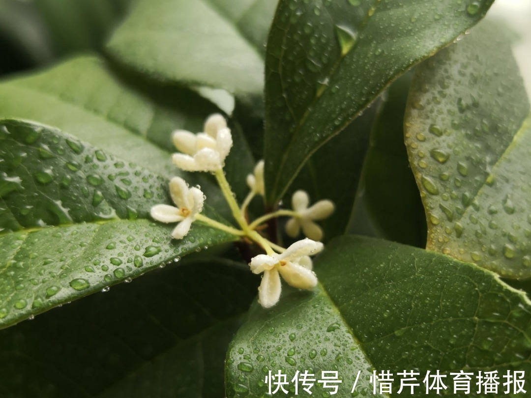 9个开花劳模，施肥不能停，不然越养越差劲