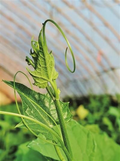 开心|“开心农场”让家乡父老开心挣钱