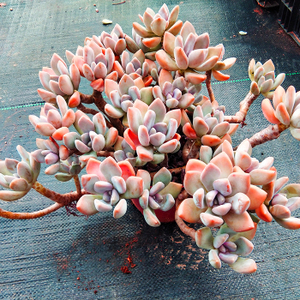 4种多肉植物好养活,不怕晒不怕热,太阳越晒越好看!