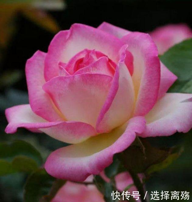 4种花被称为花卉界的劳模,常年开花易爆盆,漂亮一年不停