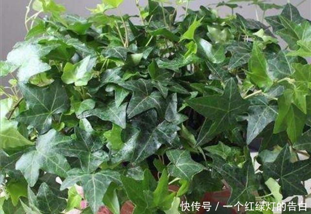  室内养6种植物，能净化空气环境，点缀家居、有益健康！