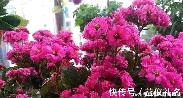 黄豆花生|偷偷告诉你，养花“高手”都用“这种”肥，不花钱，养啥花都旺！