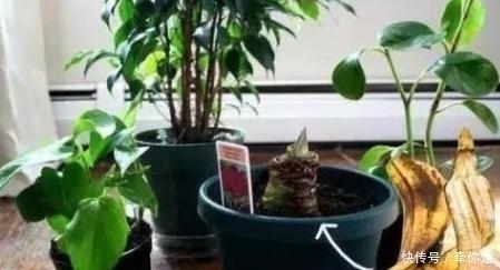刚扒的香蕉皮该如何处理养花学2招,既能清洁又能增添营养