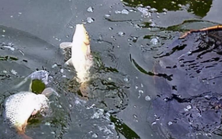 黑坑鱼突然停口,逃脱不了这几个原因,教你妙招轻松解决